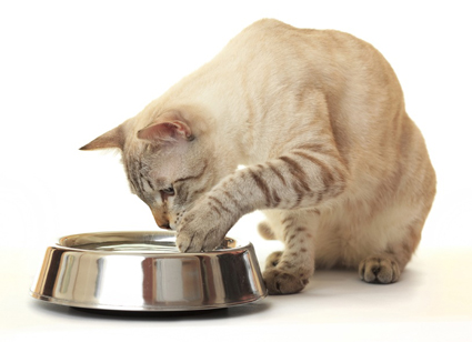 cat pawing at water dish